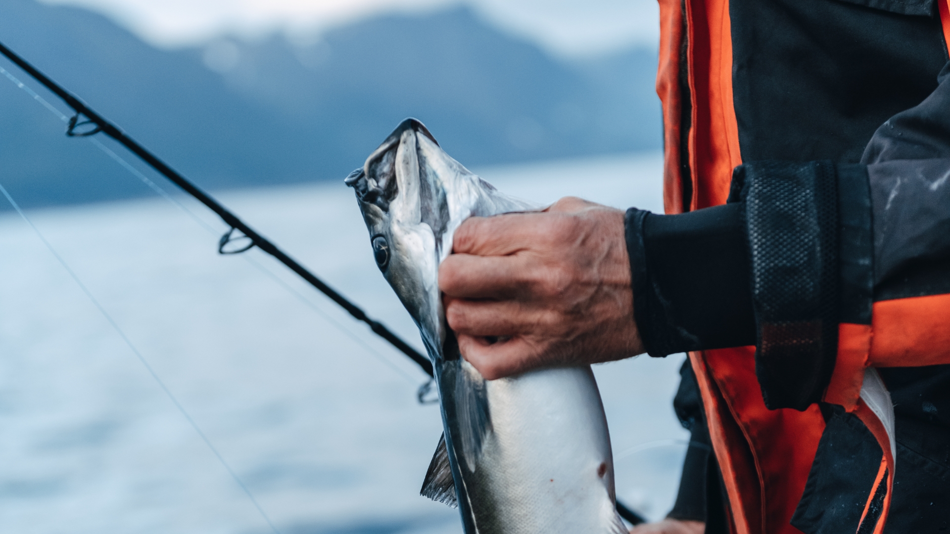 Deep sea fishing in Nuvsvåg, Catch the big ones